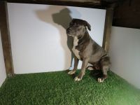 American Staffordshire terrier