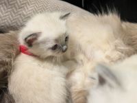 Zauberhafte Birma Siam  Kitten Zwei Kitten sind bereits reserviert 🥰