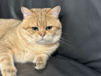 BKH Deckkater Toffee