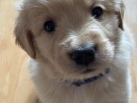 Wunderschöne Goldendoodle Welpen suchen zuhaus