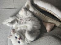 3 bkh kitten dürfen demnächst umziehen