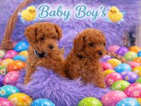 Zuckersüße Toypudel / Zwergpudel Welpen suchen ein liebevolles Zuhause. Seltenheit in red-brown!