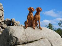 Magyar Vizsla vom Wartberg