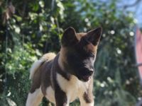 American Akita Welpen "Snow" & "Pages" (reinrassig,weiblich)