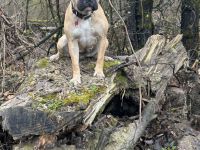 Wurfankündigung altervative Bulldoggen