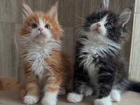Entzückende Maine-Coon-Kätzchen suchen ein neues Zuhause