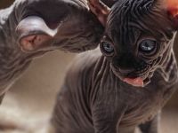 Devynx Kitten – Sphynx × Devon Rex