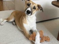 Aktive und sportliche Ellie sucht liebevolle Familie
