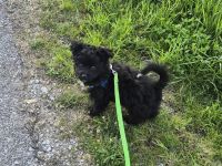 PUDEL- Chihuahua MIX WELPEN, genannt Chipoo