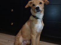 Mischlings-Rüde Copper