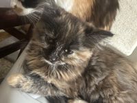 Maine Coon/ Sibirische Waldkatze