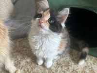 Maine Coon/ Sibirische Waldkatze