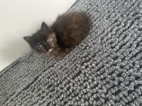 Maine Coon/ Sibirische Waldkatze