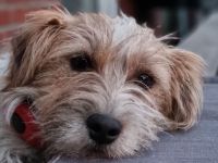 Reinrassige Jack Russell Terrier Welpen