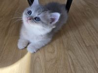 BKH Kitten suchen neue Familie