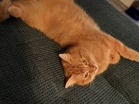 EKH Kitten männlich rot