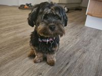 Biewer Morkie Welpen