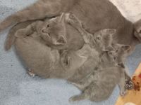 Russisch blau aus Sachsen