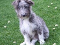 Liebevoller Aussiedoodle