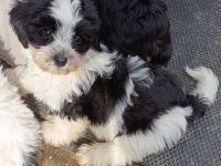 Abgabebereit: Havaneser Welpen mit Ahnentafel