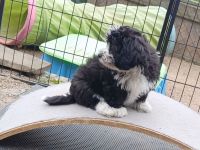 Abgabebereit: Havaneser Welpen mit Ahnentafel