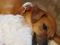 Naima sucht ihren Menschen