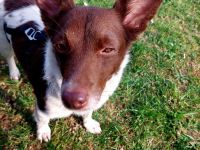 Traumhündin Cleo - sensible Begleiterin sucht Herzensplatz