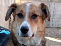 Sanfte Alba sucht Liebevolle Hände