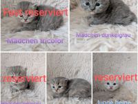 Britisch Langhaar Kitten