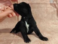 Whippet Welpen