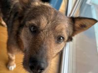 Sanfte Seele Ema, möchte Ihre Menschen glücklich machen