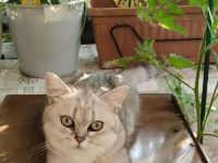 2  verschmuste BKH Katzenkinder mit Stammbaum suchen ein liebevolles Zuhause auf Lebenszeit