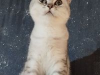 BKH Kitten(Jungs)  aus liebevoller Hobbyzucht, mit Papieren,black silver tabby, suchen Kuschelplatz