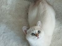 BKH Kitten aus liebevoller Hobbyzucht mit Papieren,,in versch. Farben suchen Kuschelplatz