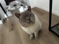 Deckkater / British Kurzhaar / Blue Point BKH