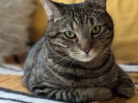 Liebevoller, gesprächiger Kater (3) sucht Zuhause mit Zweitkatze
