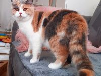 BKH Mädchen mit Stammbaum sucht ein ruhiges zu Hause