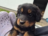 Hovawart Welpen aus Hobbyzucht mit Papieren