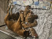 Deutsche Boxer Welpen