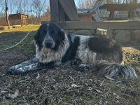 Traumhündin Leonore