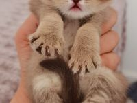 Exklusive BKH Kitten mit Champion-Blutlinie (mit Stammbaum) suchen ein liebevolles Zuhause!