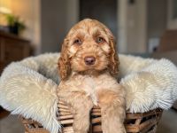 Cockapoo F1 in seltener Farbgebung