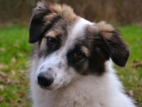 Pünktchen auf Pflegestelle in 67550 Worms sucht ihr Für-immer-Zuhause