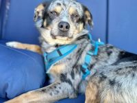 Elmar in 16775 Löwenberger Land sucht sein Für-immer-Zuhause