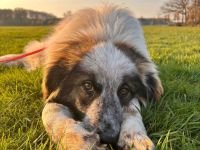 Lotta auf Pflegestelle in 48151 Münster sucht ihr Für-immer-Zuhause