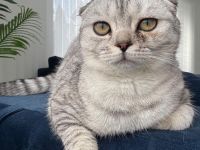 Liebe Katze sucht neues Zuhause