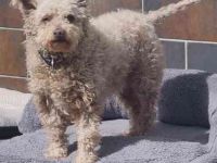 Sina, Pudelmix, geb. 2022, unkompliziert und liebe Hündin