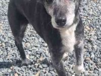 Masola, Mixhündin, geb. 2013, traumhafte Seniorin
