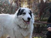 Isa, Pyrenäenberghund-Mix, geb. 2022, sucht Menschen mit Herz und Geduld