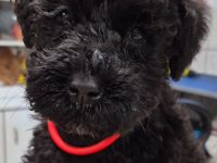 Kerry-Blue-Terrier Welpen